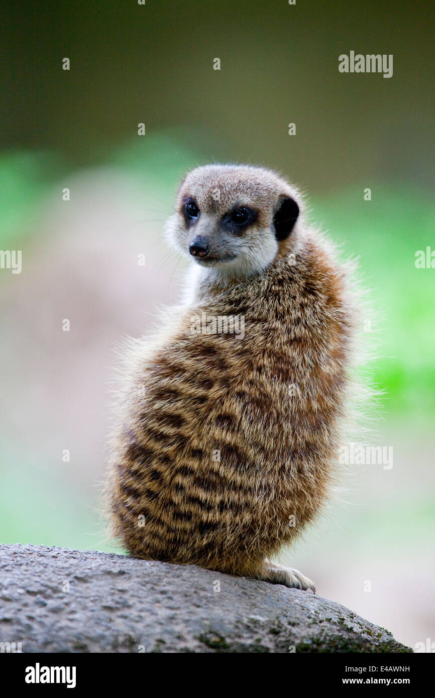 watchful meerkats Stock Photo