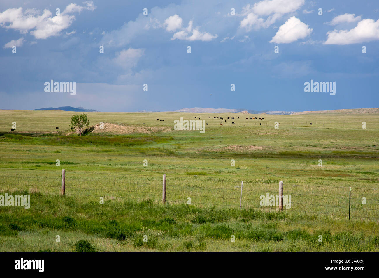 Newcastle, Wyoming - Cattle grazing in eastern Wyoming's grasslands. Stock Photo