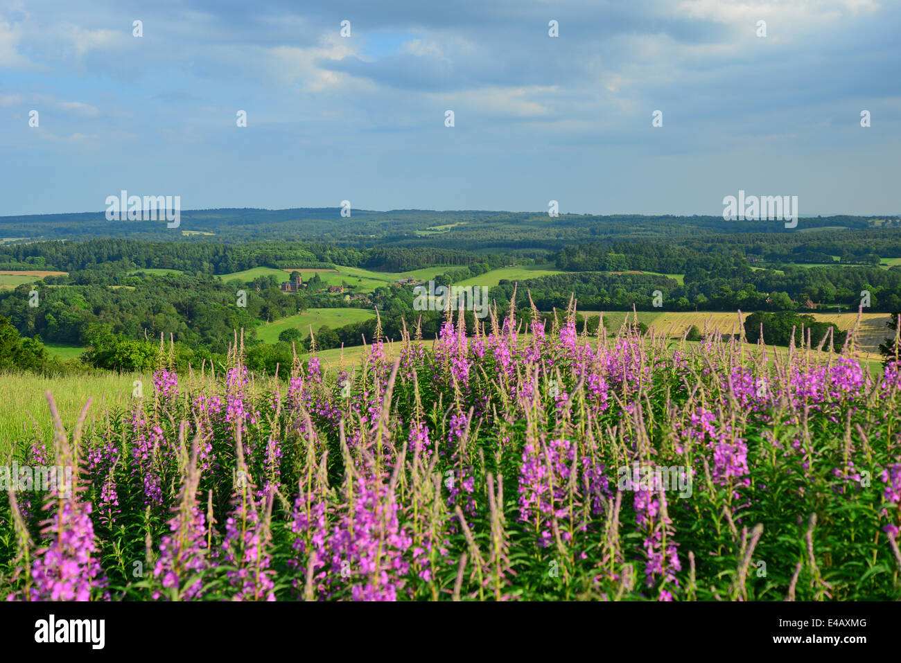 Newlands Corner natural beauty spot on Albury Downs, North Downs, near Guildford, Surrey, England, United Kingdom Stock Photo