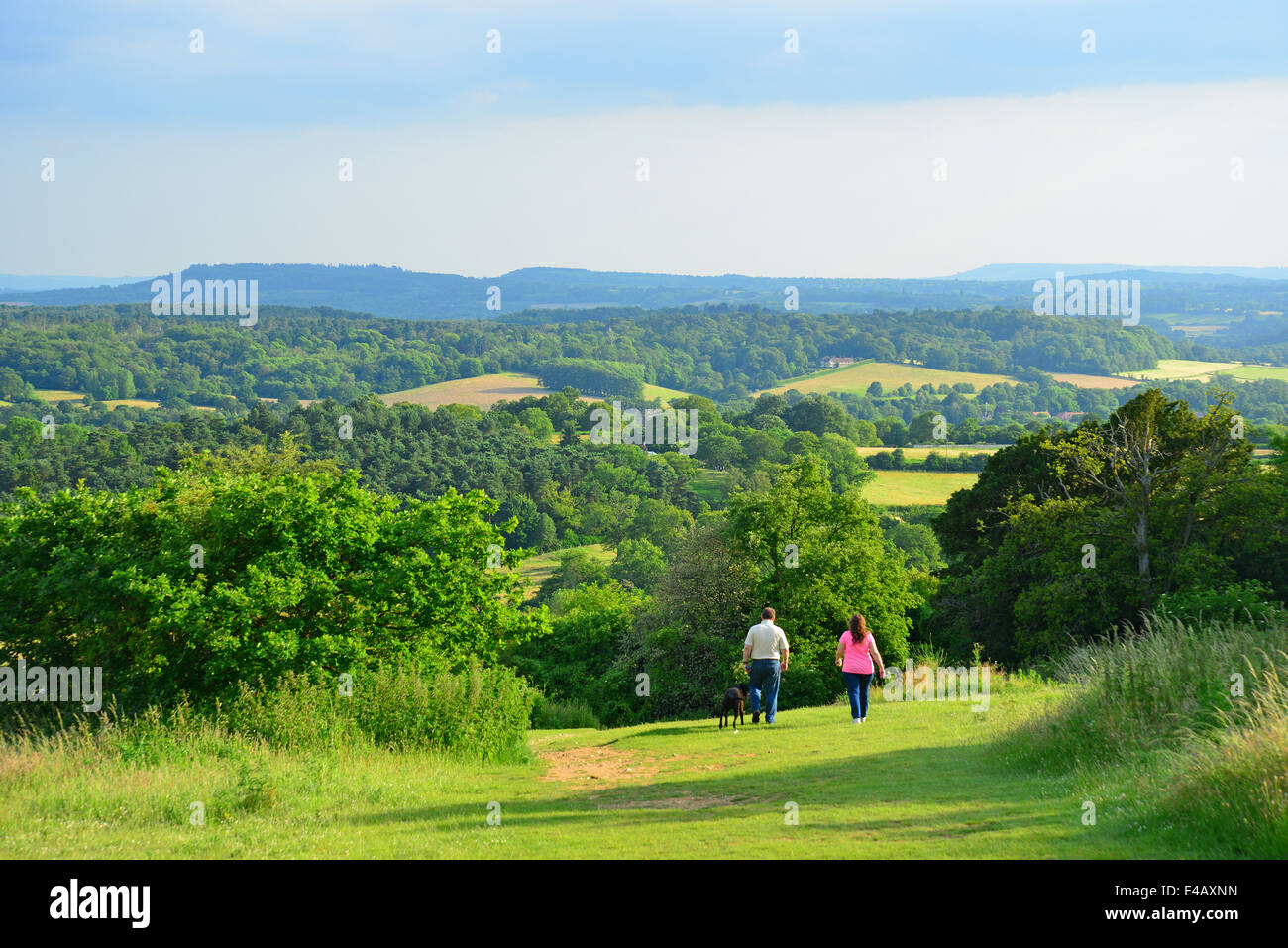 Newlands Corner natural beauty spot on Albury Downs, North Downs, near Guildford, Surrey, England, United Kingdom Stock Photo