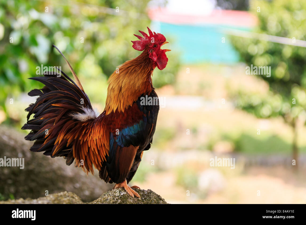 Horizontal photo of a male Colorful Rooster crowing Stock Photo