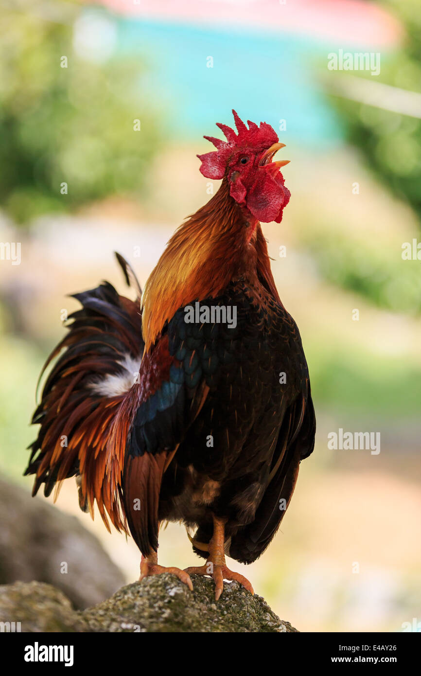 Vertical photo of a male Colorful Rooster crowing Stock Photo