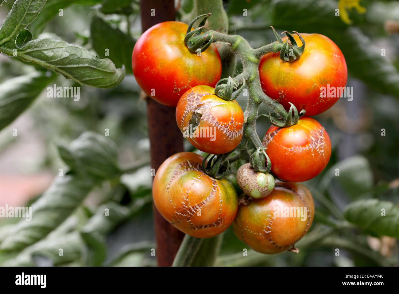 Rotten tomatoes hires stock photography and images Alamy