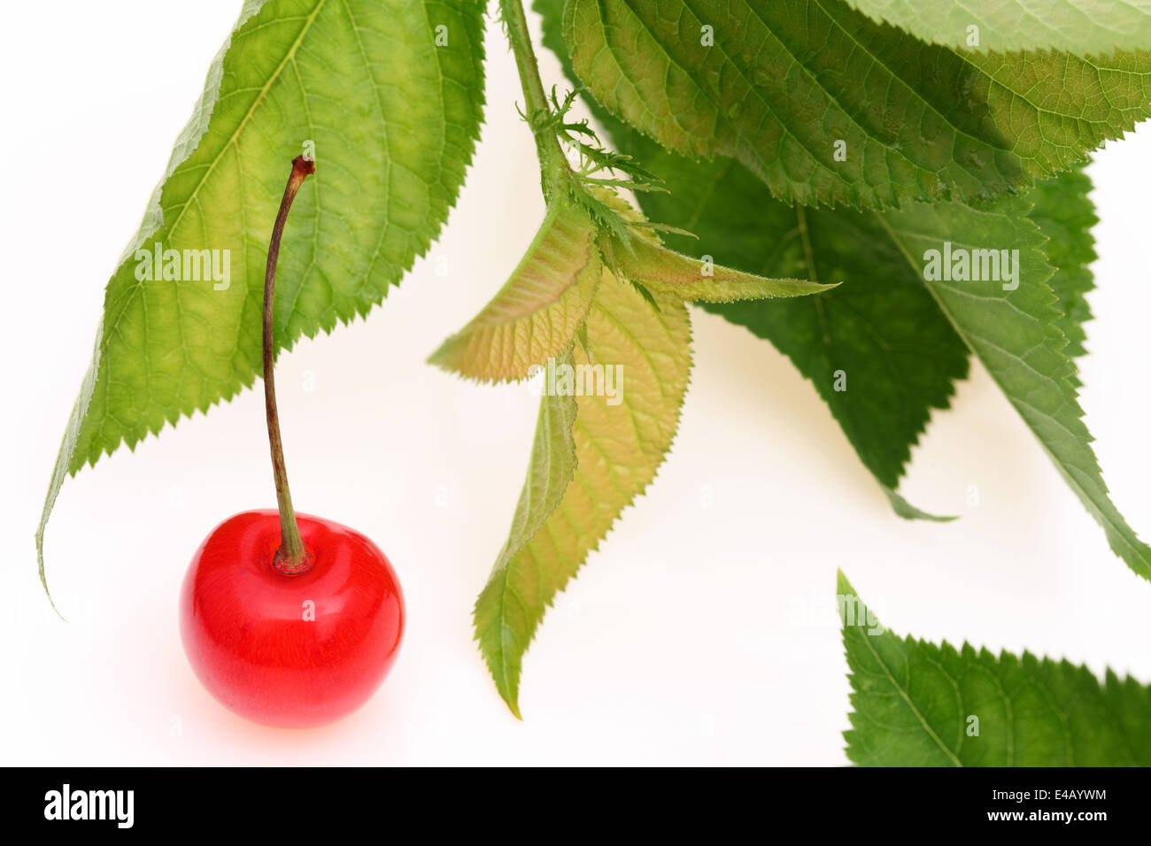 ripe red cherry with leaves Stock Photo - Alamy