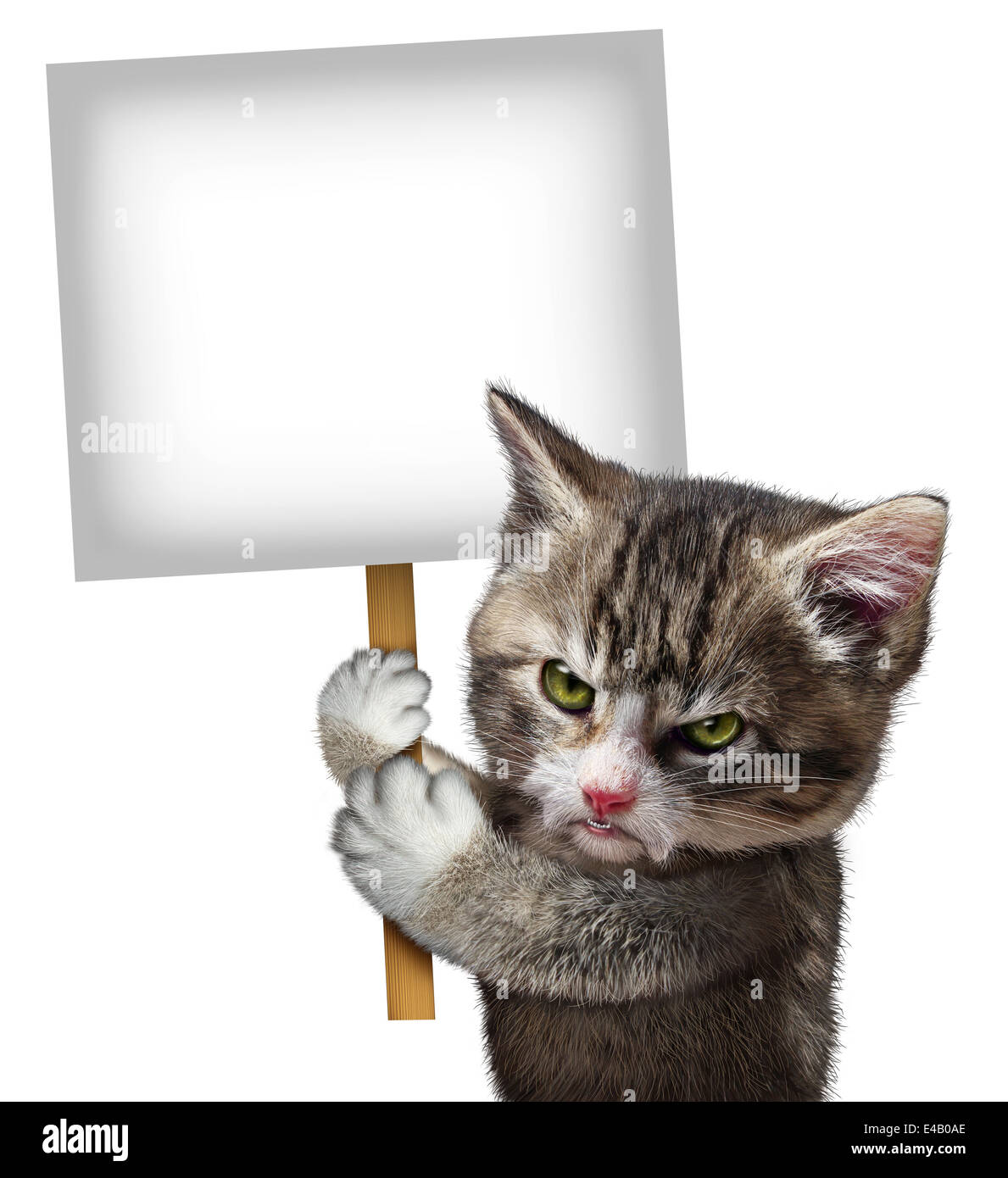 Angry cat holding a blank card sign as an annoyed and furious cute kitten feline with an enraged expression protesting and communicating a message pertaining to pet care on an isolated white background. Stock Photo