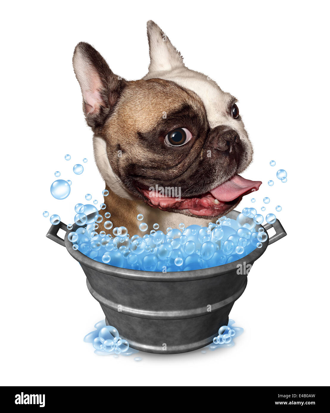 Dog bath funny concept as a happy bulldog in a metal bucket tub with soap bubbles on a white background as a pet grooming symbol and animal cleaning icon. Stock Photo