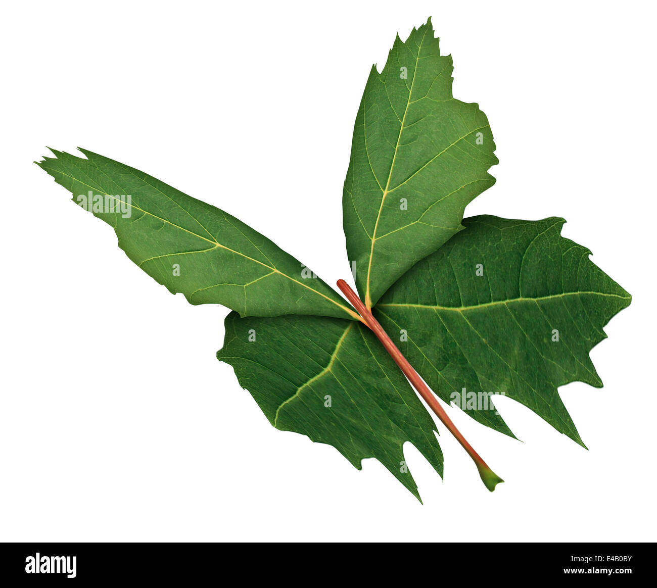 Leaf Butterfly as a symbol of nature hope and growth or development with a three quarter view of a green maple leaf shaped as the open wings of a flying butterfly as a freedom metaphor for learning discovery and imagination isolated on a white background. Stock Photo