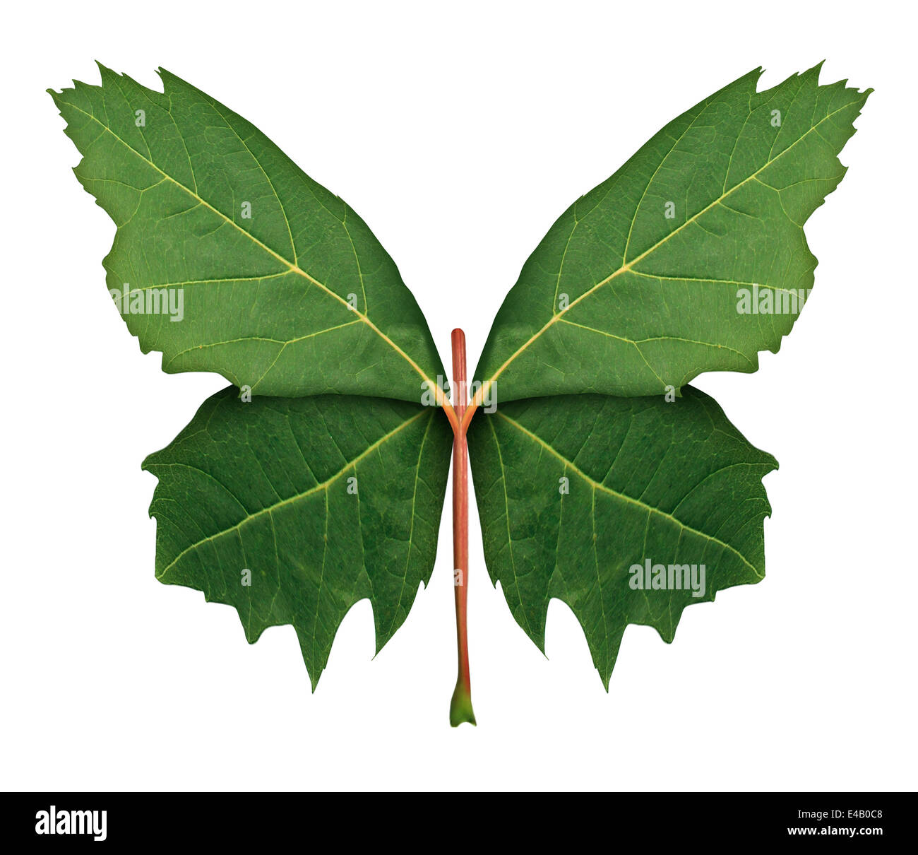 Nature and hope as a symbol of growth and development with a front view green maple leaf shaped as the open wings of a butterfly as a metaphor for learning discovery and imagination isolated on a white background. Stock Photo