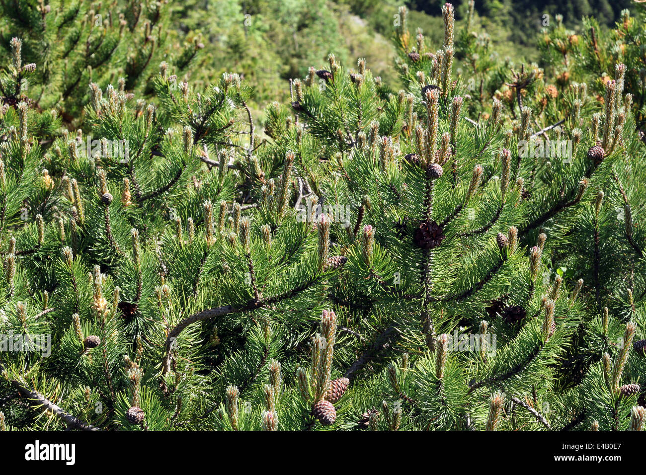 dwarf pine Stock Photo