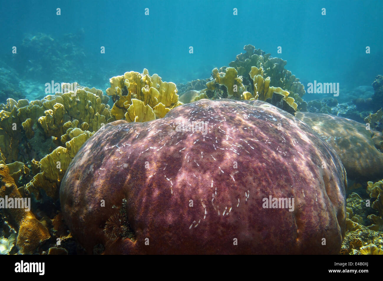 Corals underwater in a reef of the Caribbean sea Stock Photo