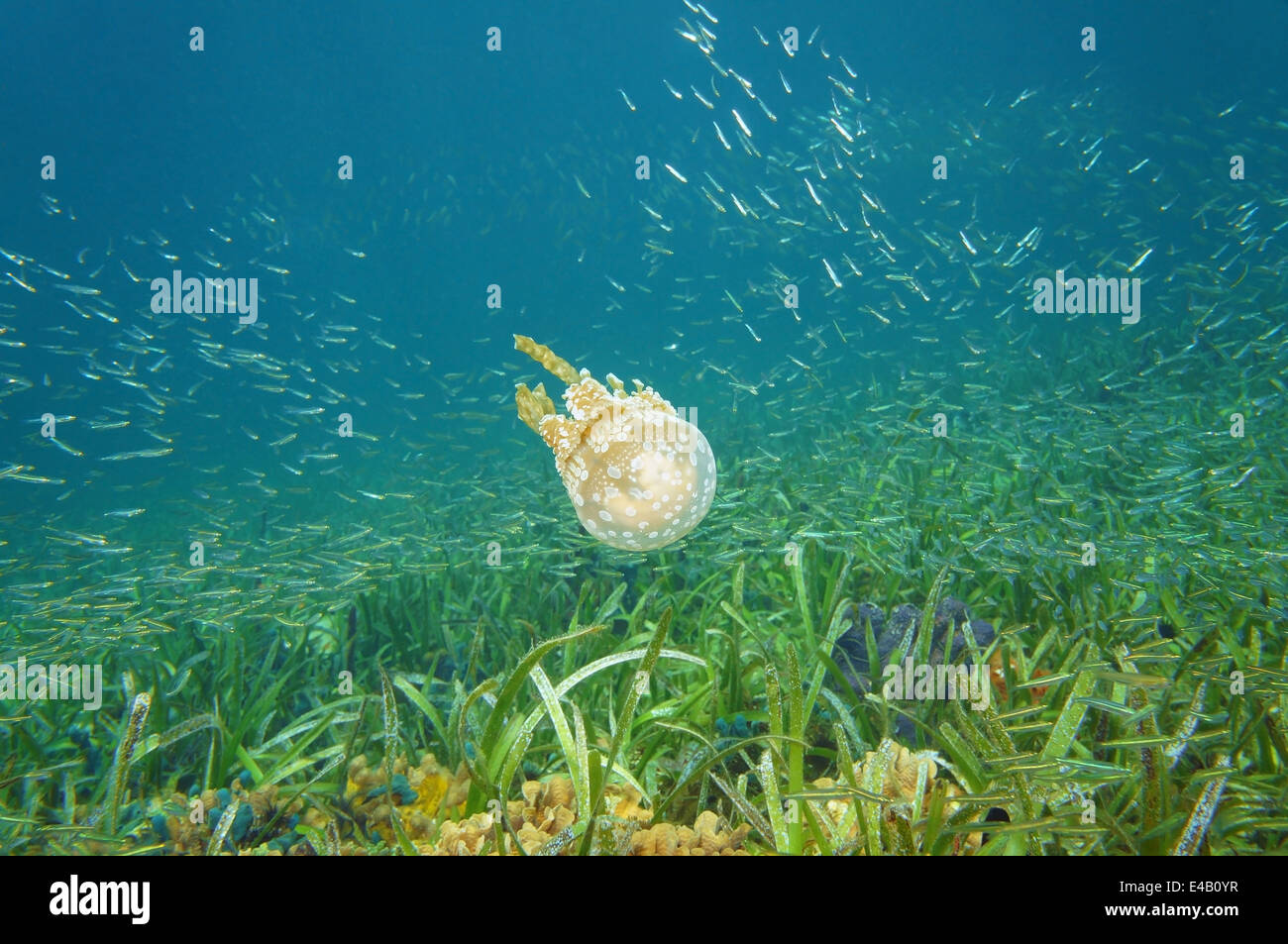 Mastigias jellyfish, Golden medusa, with shoal of small fish in the Caribbean sea, Bocas del Toro, Panama Stock Photo