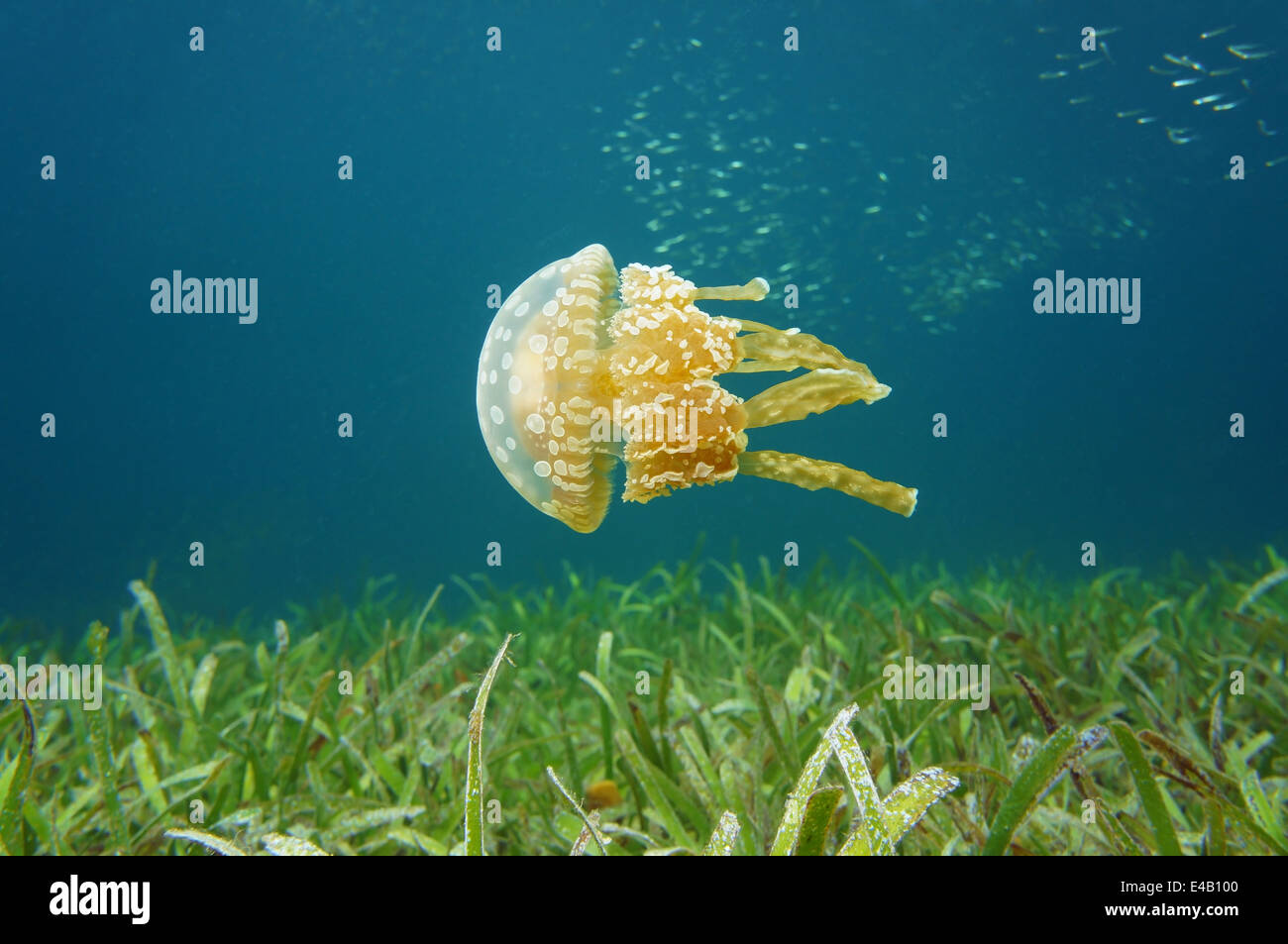 Golden medusa,Mastigias jellyfish, under water in the Caribbean sea, Bocas del Toro, Panama Stock Photo