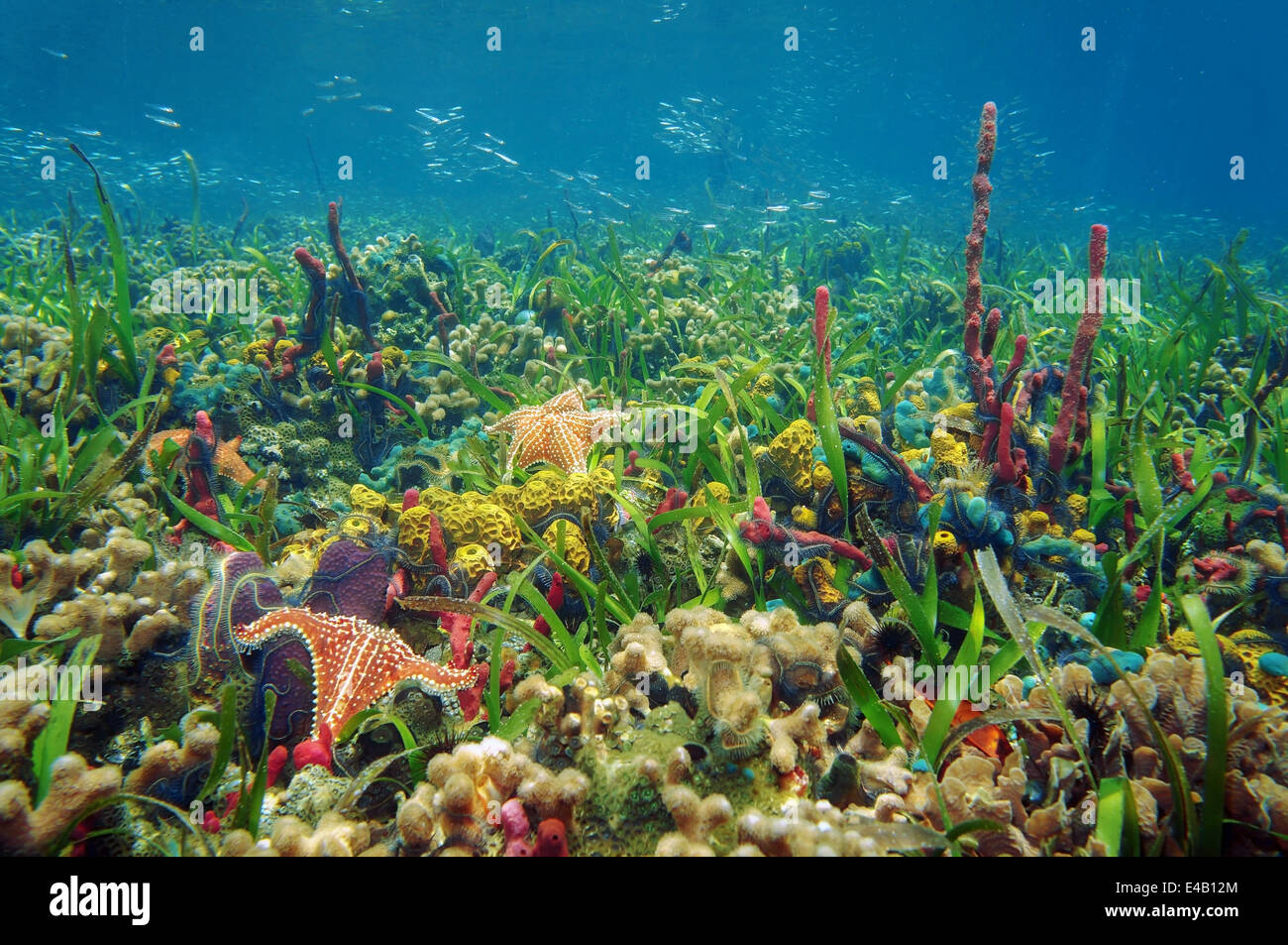 Thriving And Colorful Underwater Marine Life In Tropical Seabed With