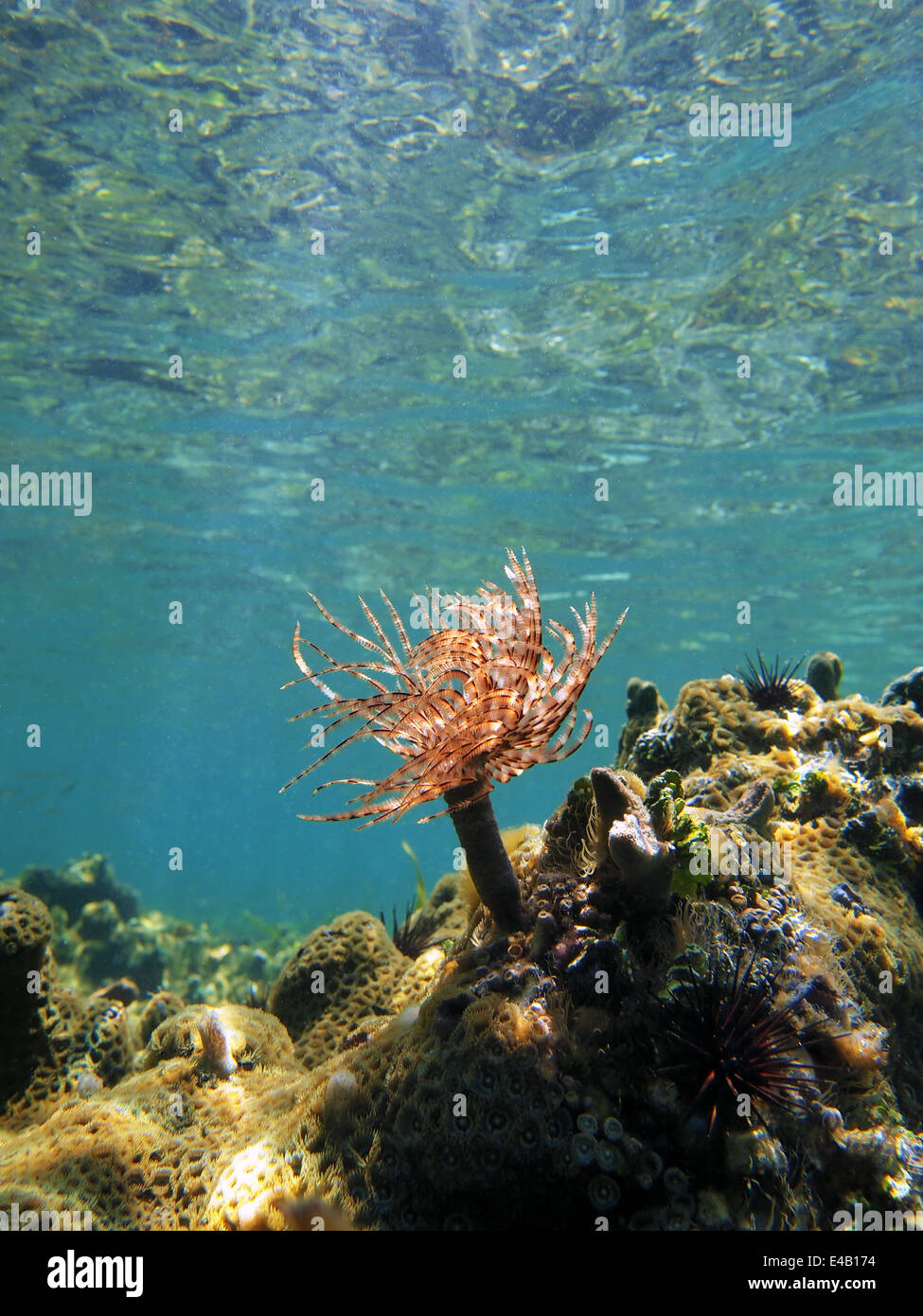Magnificent feather duster sea worm in a reef with water surface in background, Caribbean sea, Panama Stock Photo