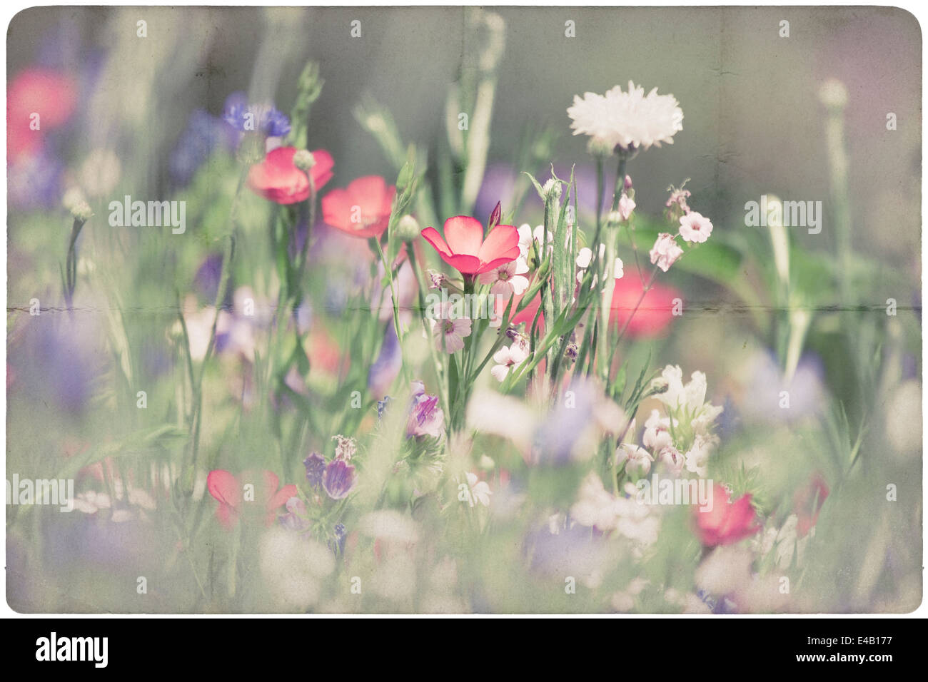 Wildflower drawing hi-res stock photography and images - Alamy