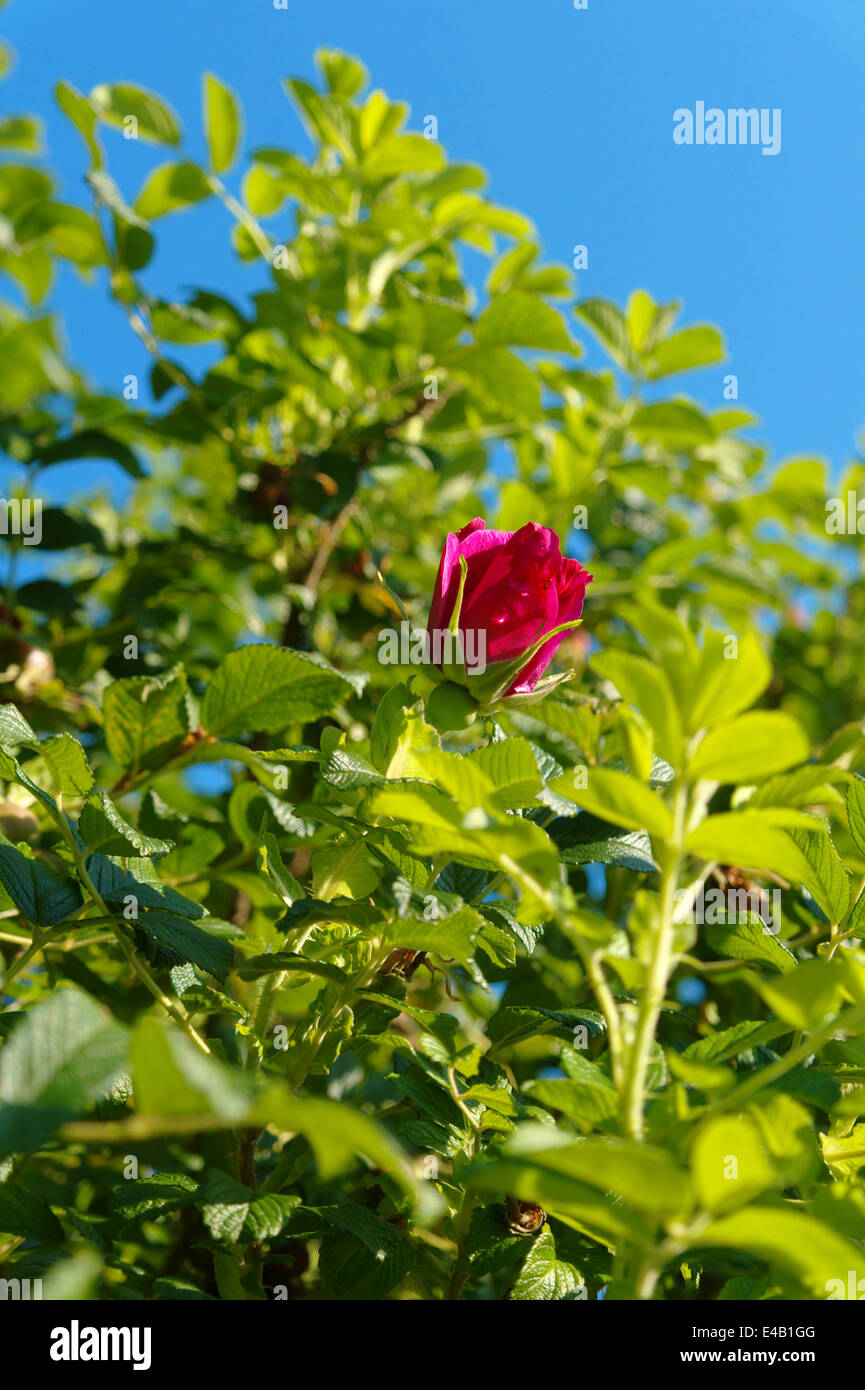 Sunny Sky Rose High Resolution Stock Photography and Images - Alamy