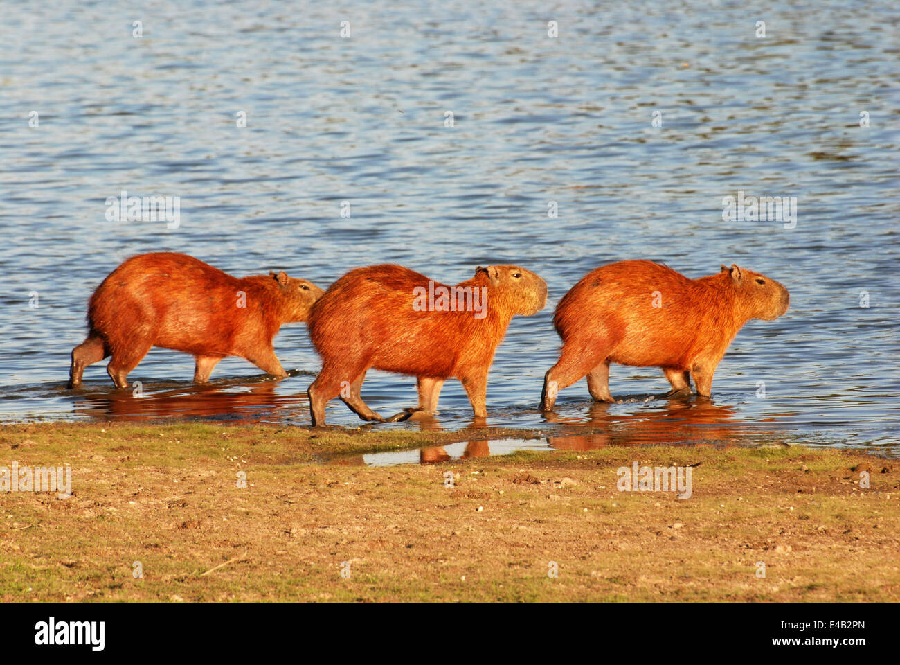 Capybaras, the largest rodent in the world. Venezuela Stock Photo