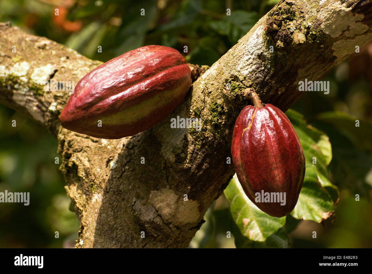 Ripe cacao beans on the wood. Venezuela Stock Photo