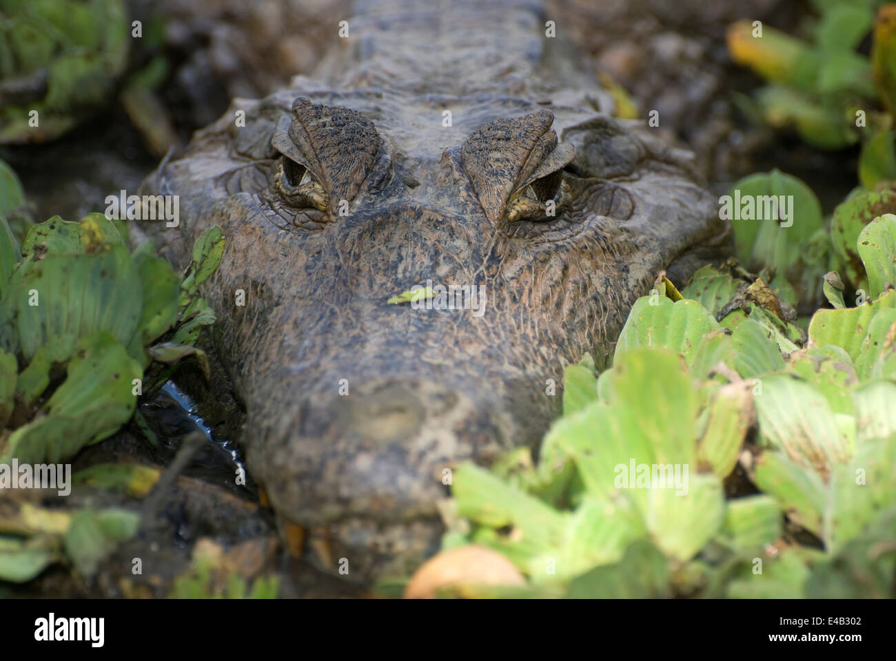 Caiman. Alligatorid crocodylians. Venezuela. Stock Photo
