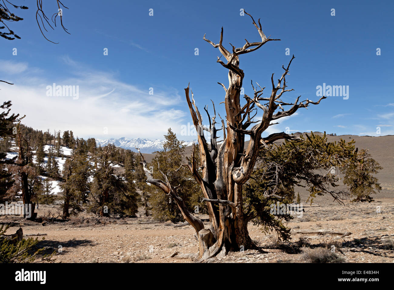 Bristlecone Pine Tree in the Ancient Bristlecone Pine Forest in Eastern California's White Mountains. Stock Photo