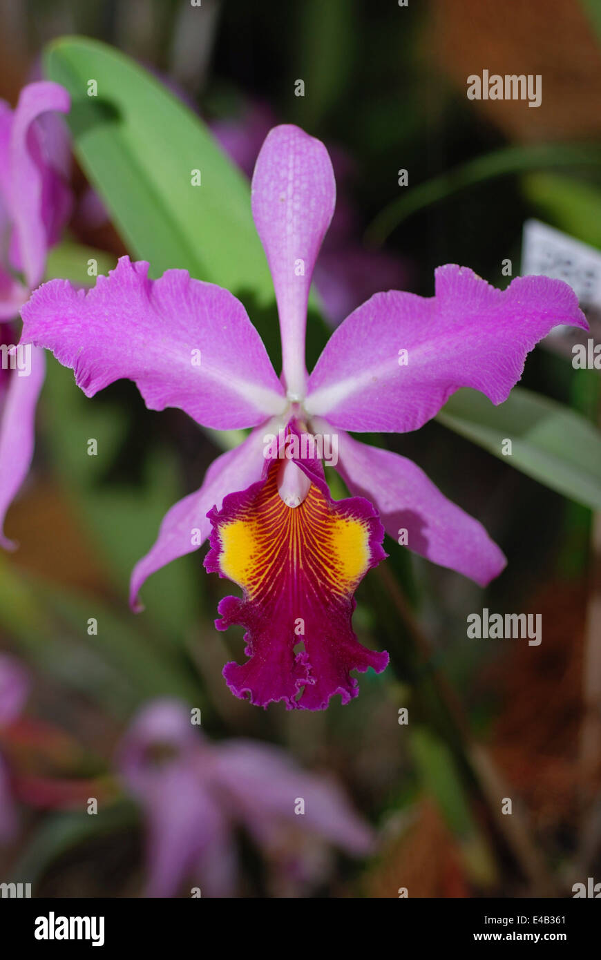 Purple cattleya hybrid orchid. Venezuela national flower. Stock Photo