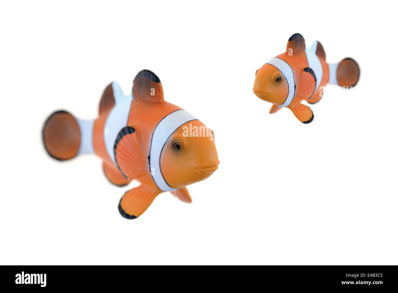 A close up shot of a Clown Fish Stock Photo