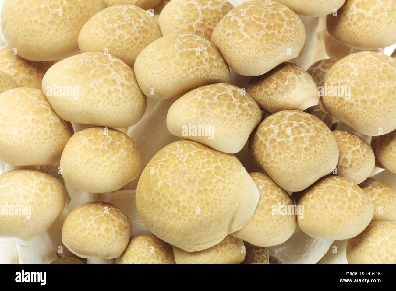 Japanese Brown Beech Mushrooms Buna Shimeji Background Stock Photo