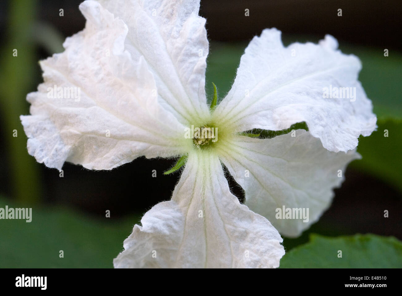 Lagenaria siceraria flower. Calabash or bottle gourd flower. Stock Photo