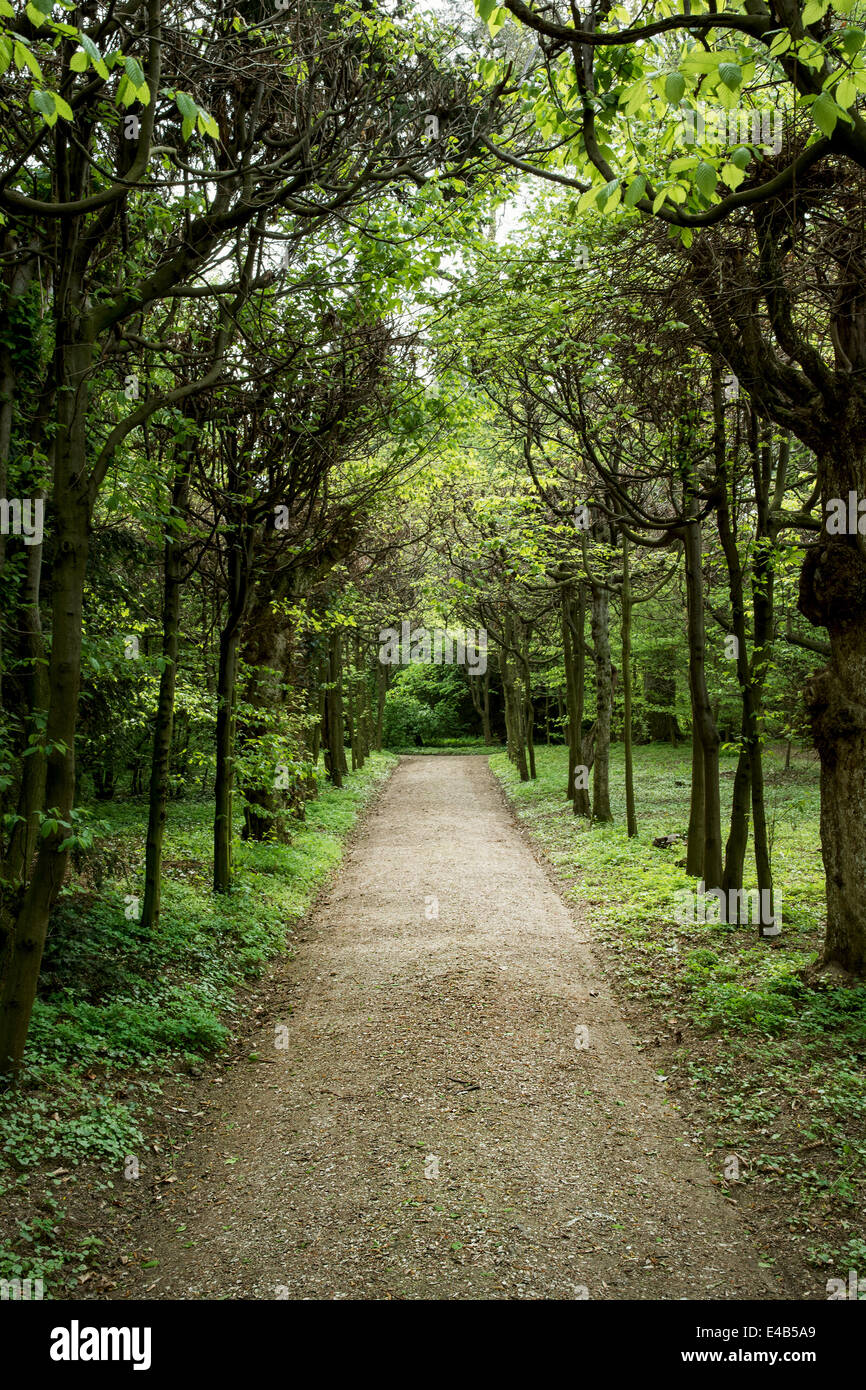 Foot Path Tree Tree alley footpath natural theme hi-res stock photography and images ...