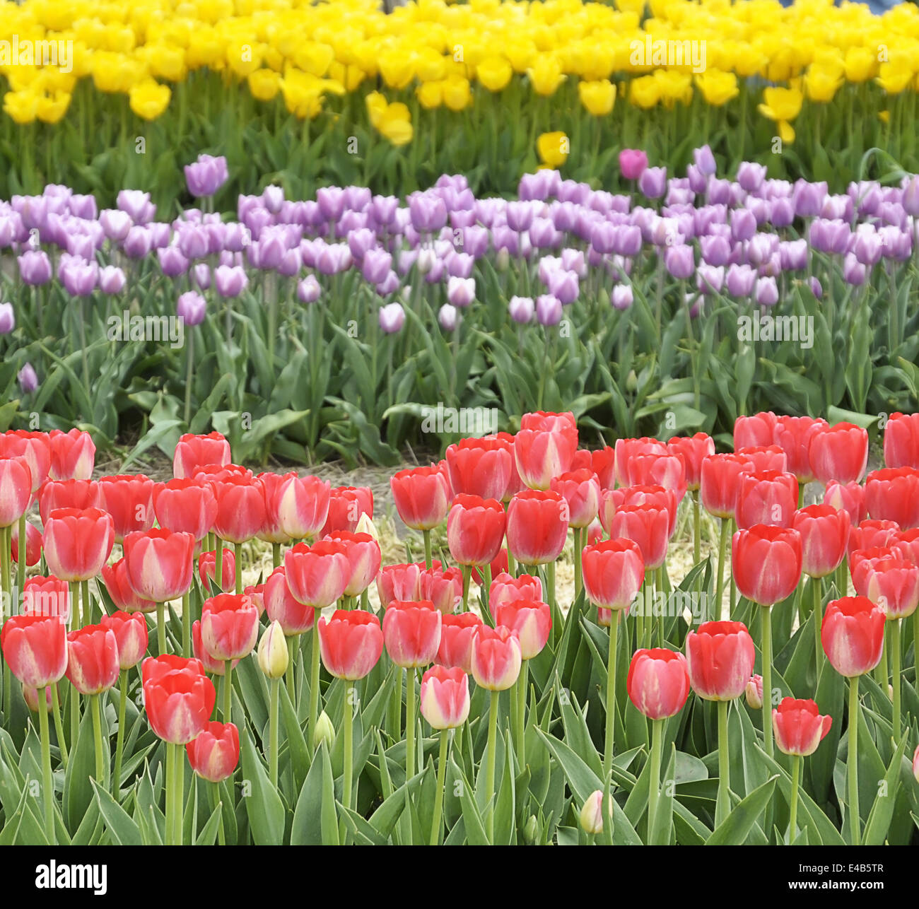 Colorful Tulips Field Stock Photo - Alamy