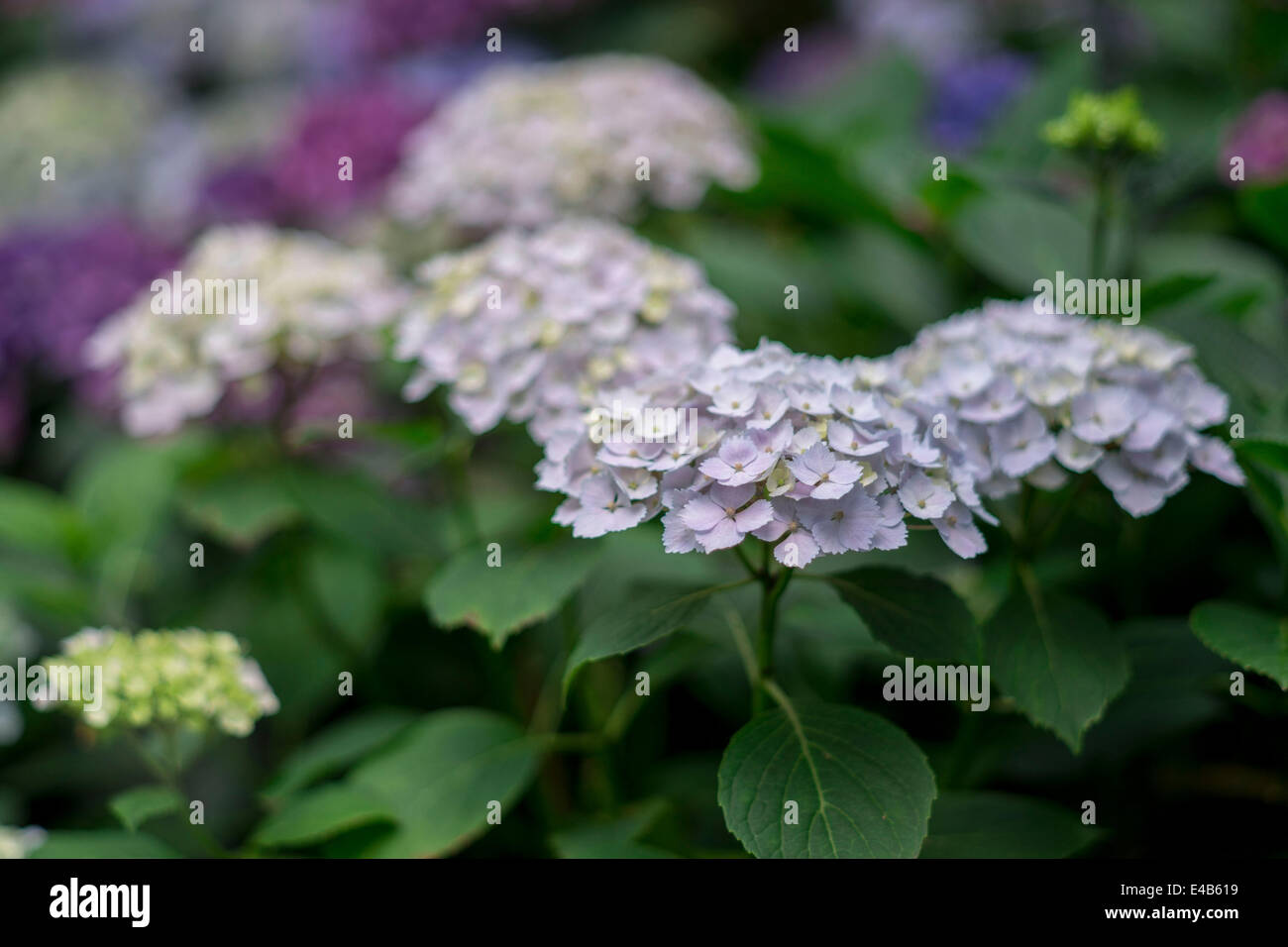 White hydrangea flowers hi-res stock photography and images - Alamy