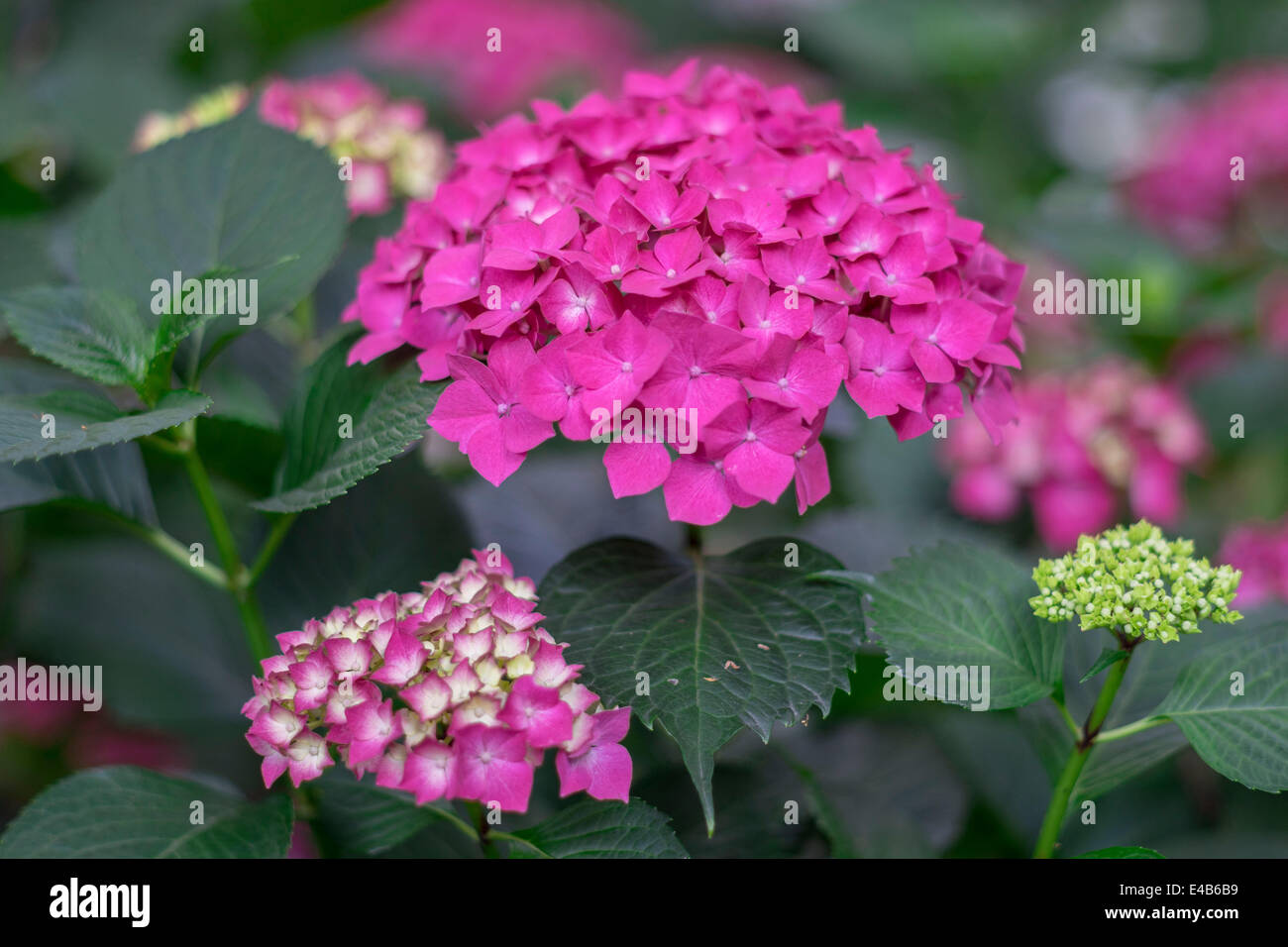Pink hydrangea flowers close up Stock Photo - Alamy