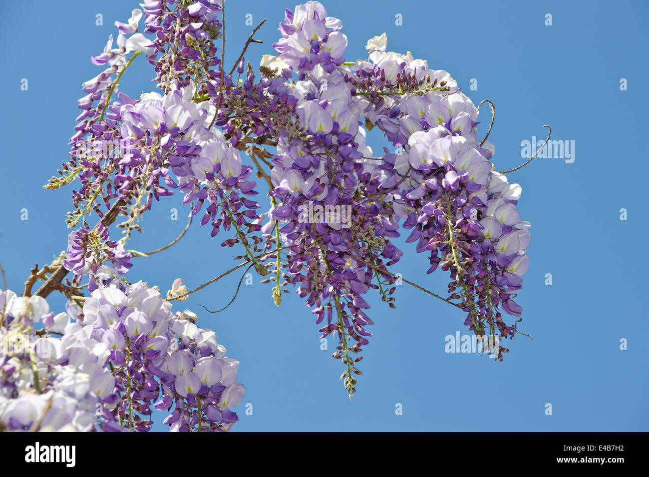 Wisteria Stock Photo