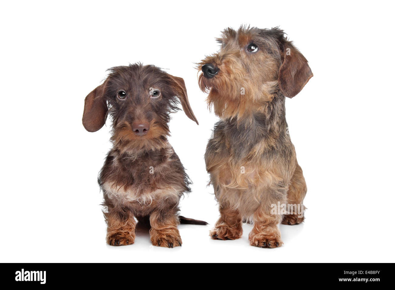 Two miniature Wire-haired dachshund dogs Stock Photo
