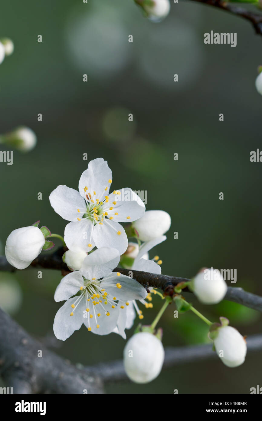 Cherry Blossom Stock Photo