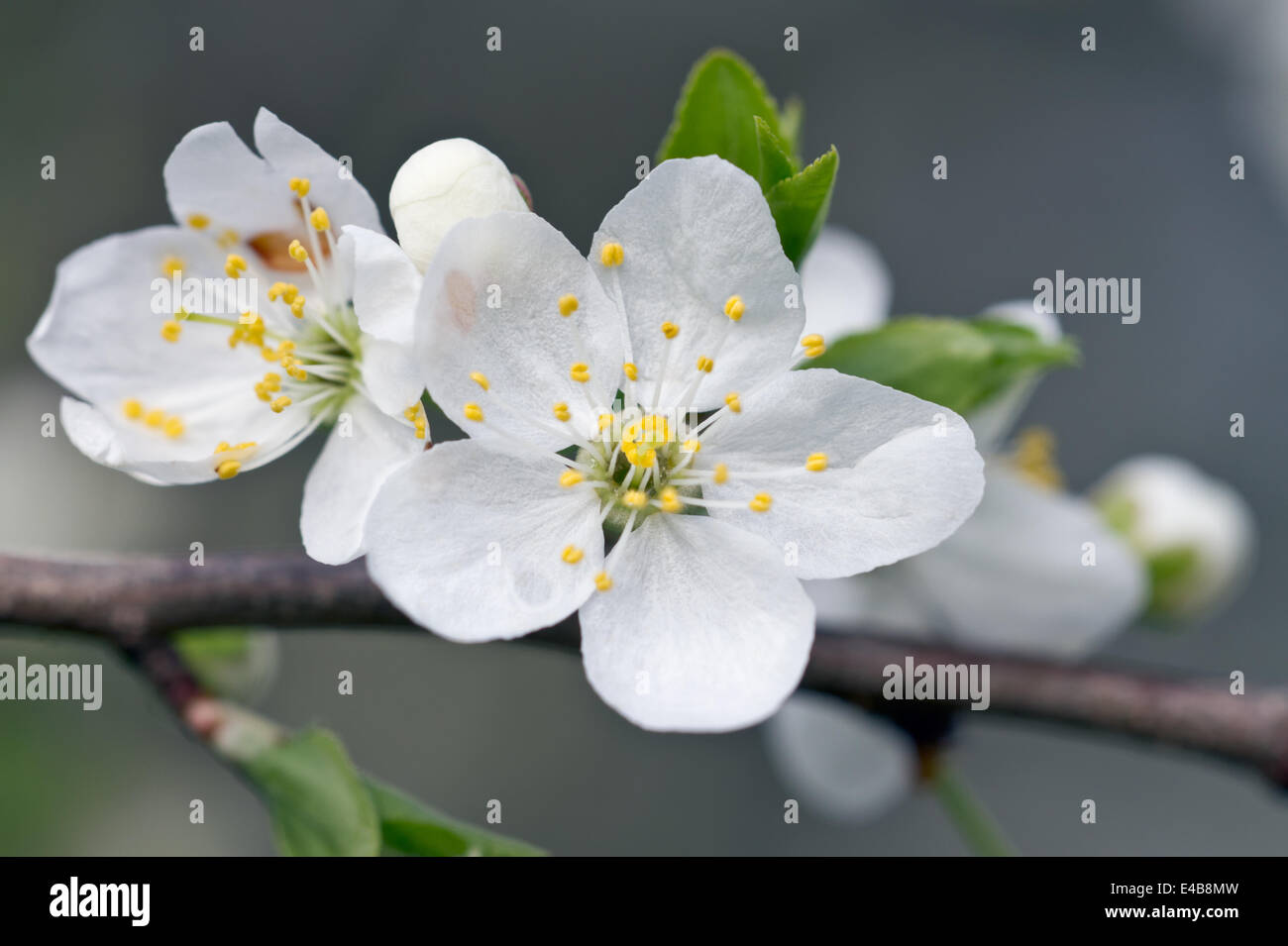 Cherry blossom close-up Stock Photo
