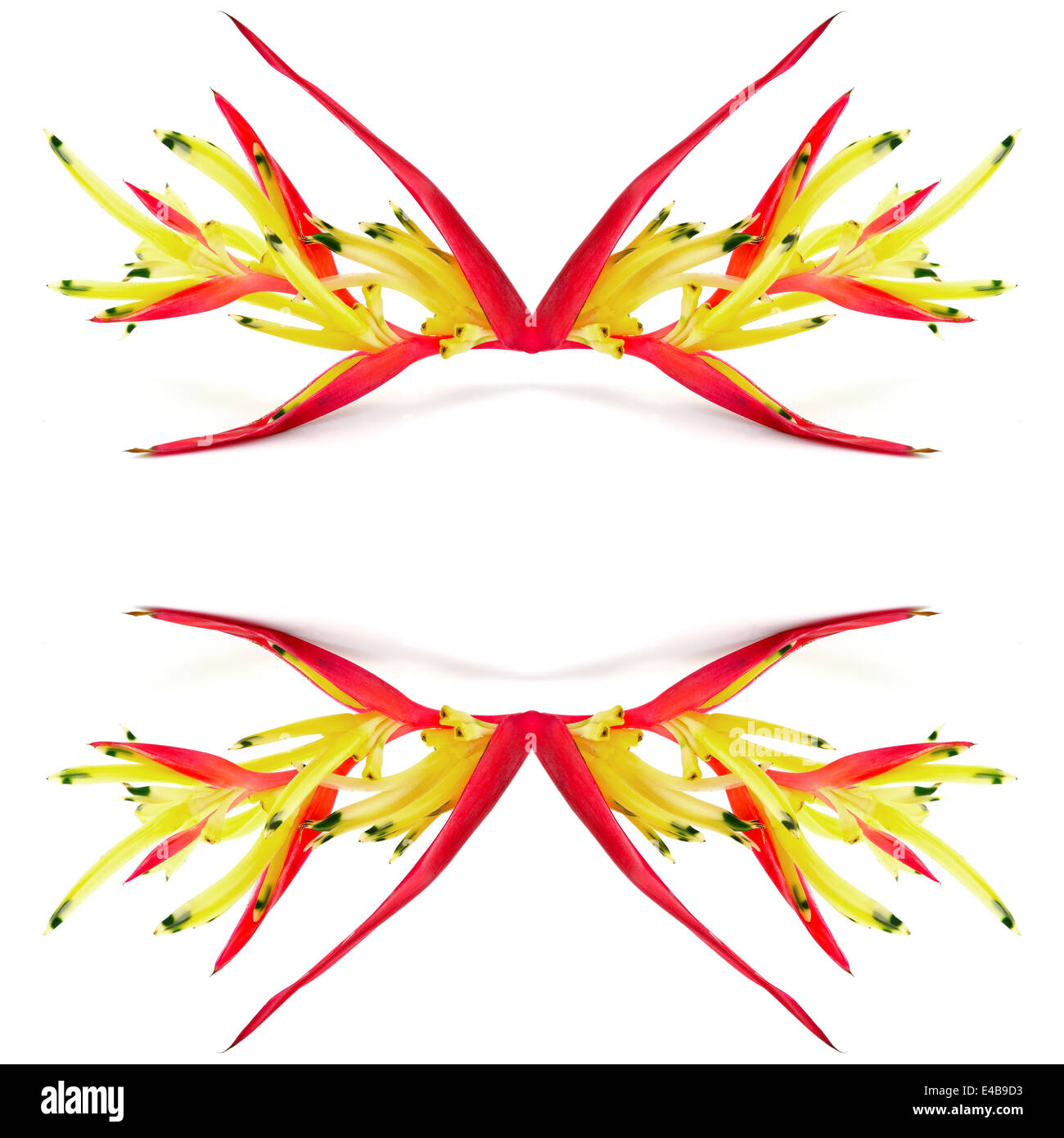 Stalk of a small red heliconia flower, tropical flower, isolated on a white background Stock Photo