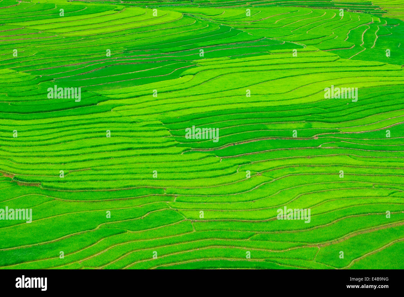 Rice field terraces Stock Photo