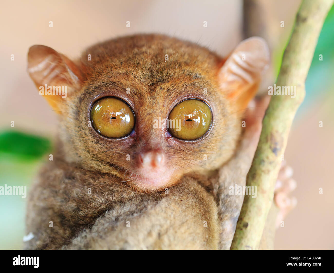 Phillipine tarsier Stock Photo