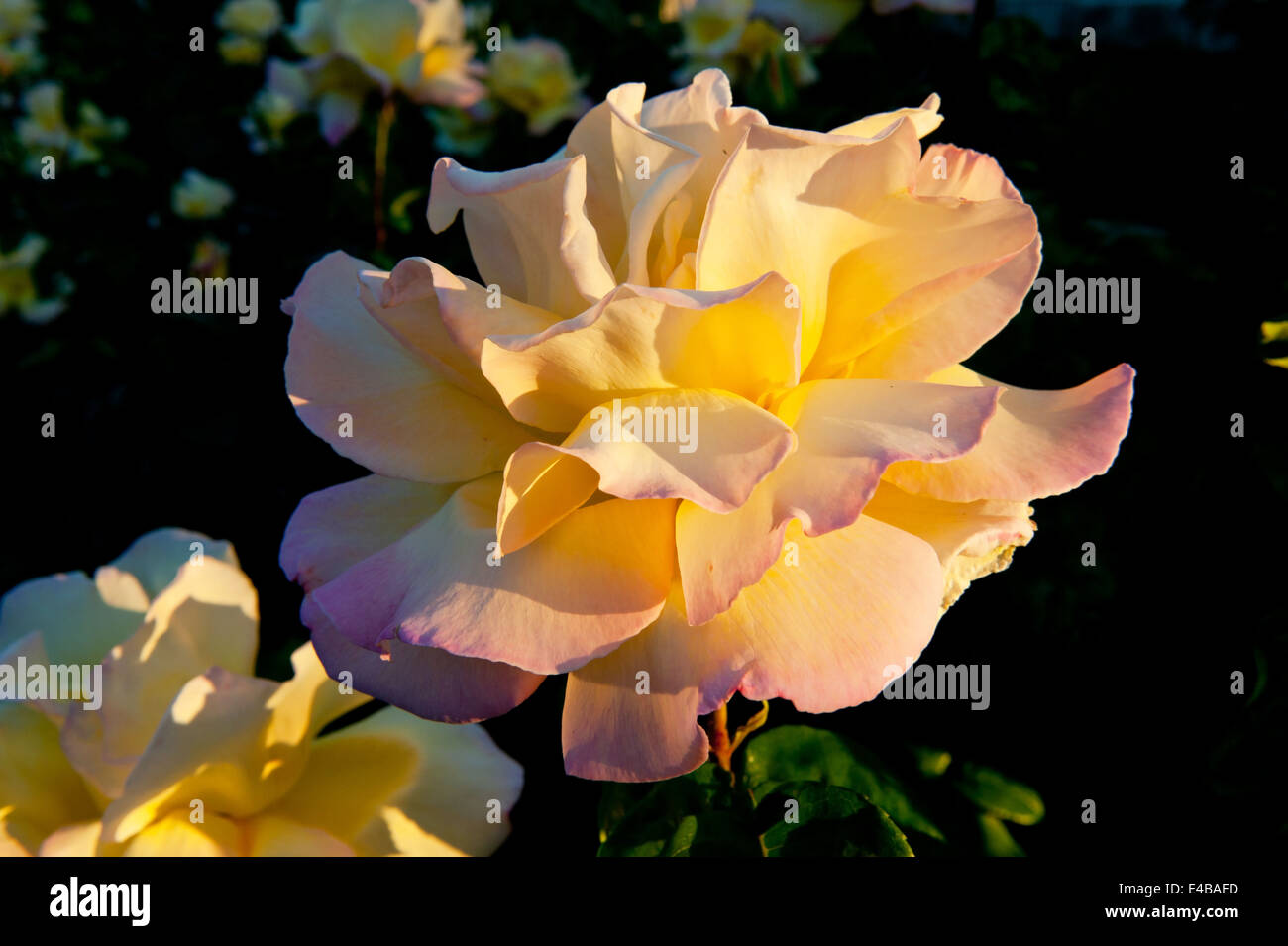 Beautiful roses in the evening garden Stock Photo - Alamy
