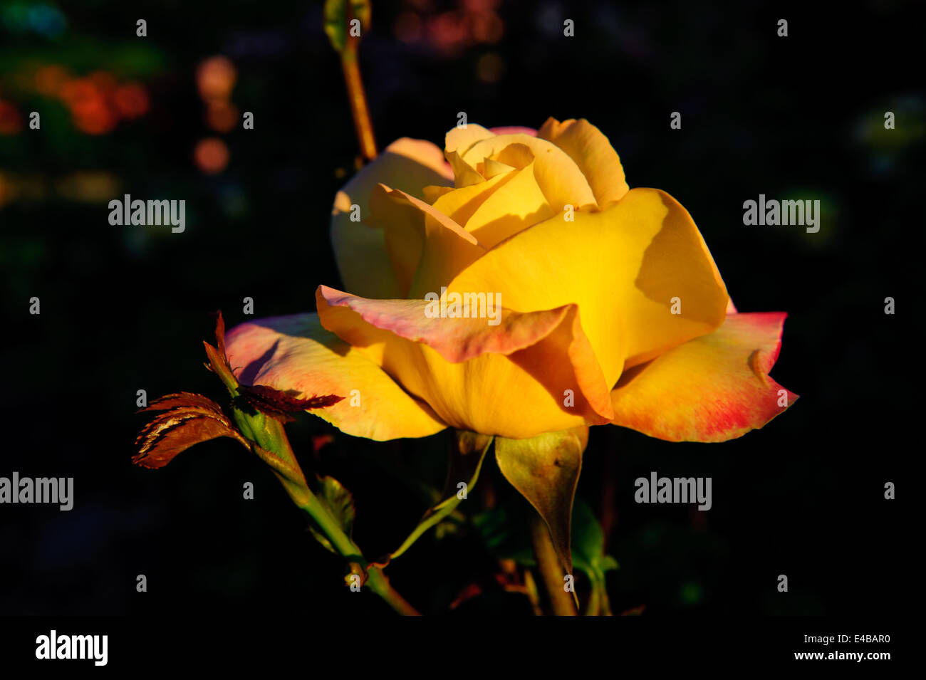 Beautiful roses in the evening garden Stock Photo - Alamy