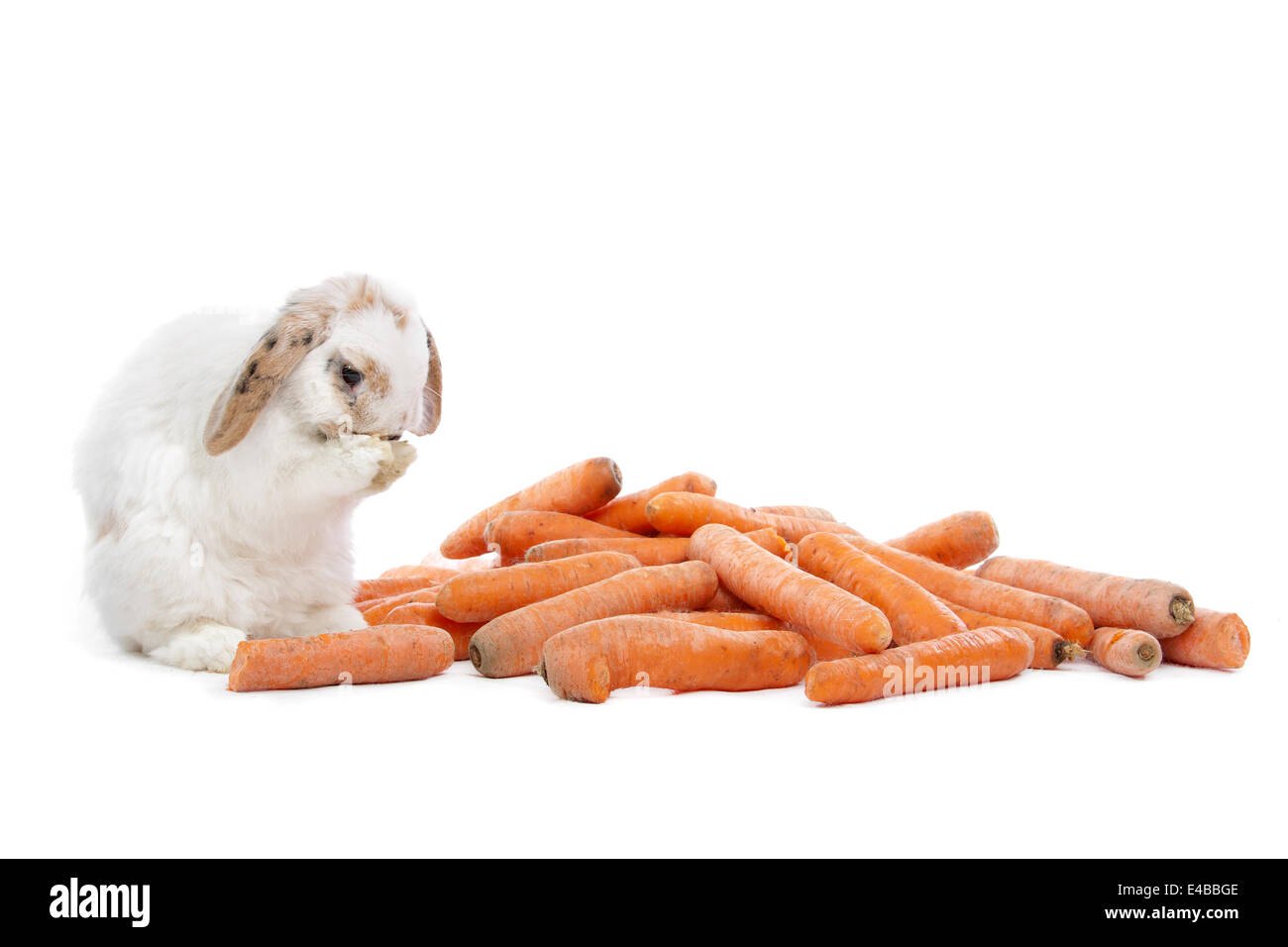 rabbit eating carrots Stock Photo Alamy