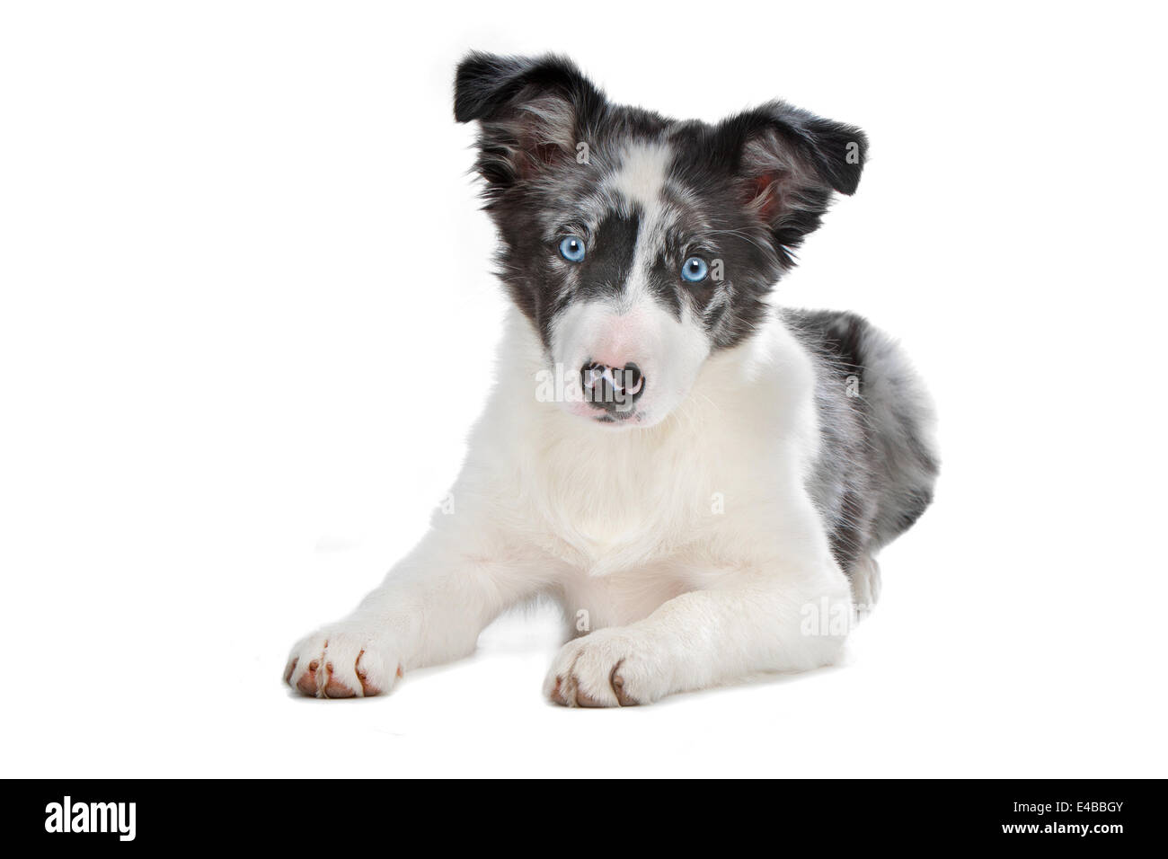Blue merle border collie puppy hi-res stock photography and images - Alamy
