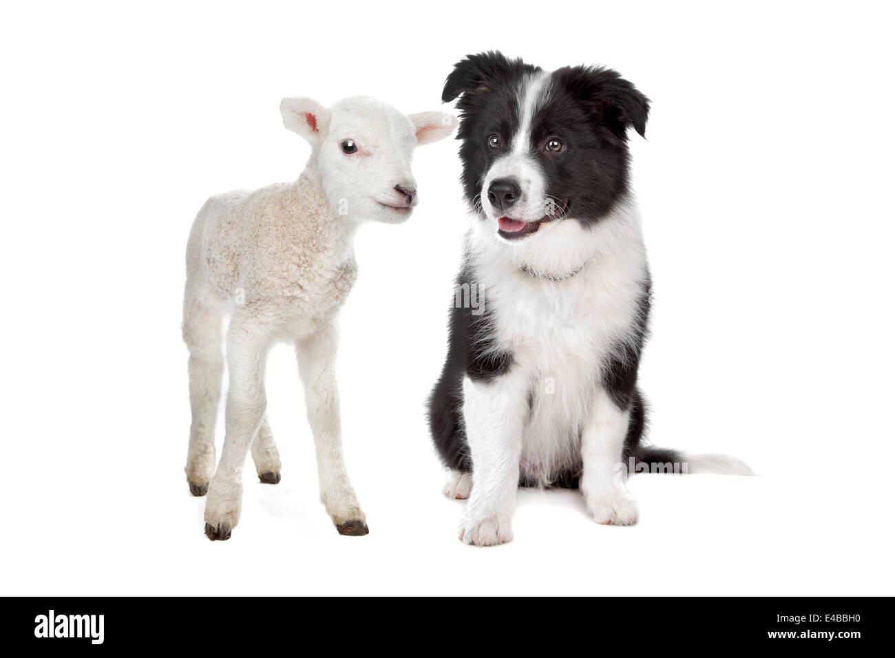 Lamb and a border collie puppy Stock Photo