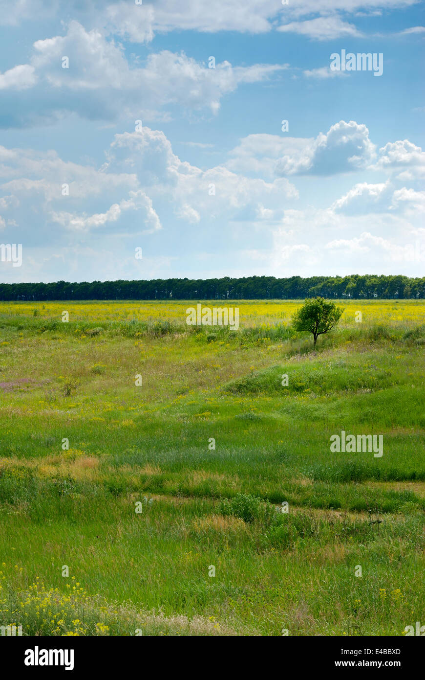 Field and tree Stock Photo - Alamy