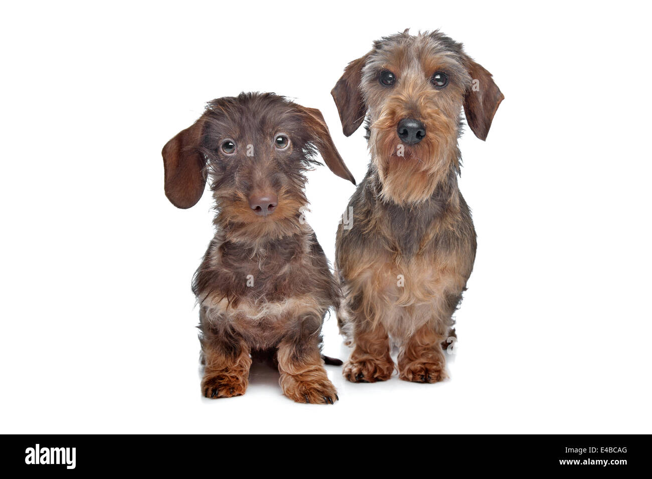 Two miniature Wire-haired dachshund dogs Stock Photo