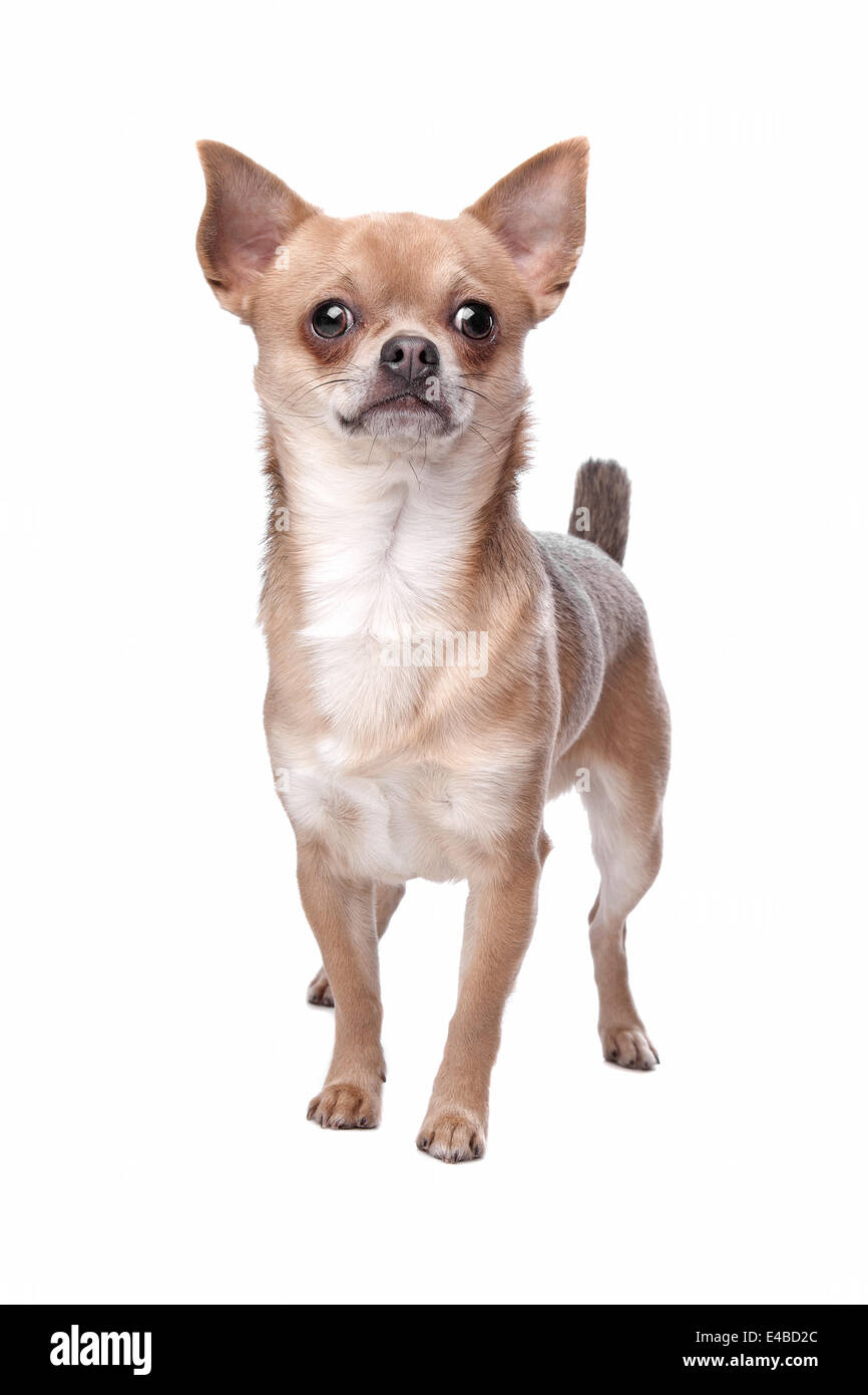 short haired chihuahua Stock Photo Alamy