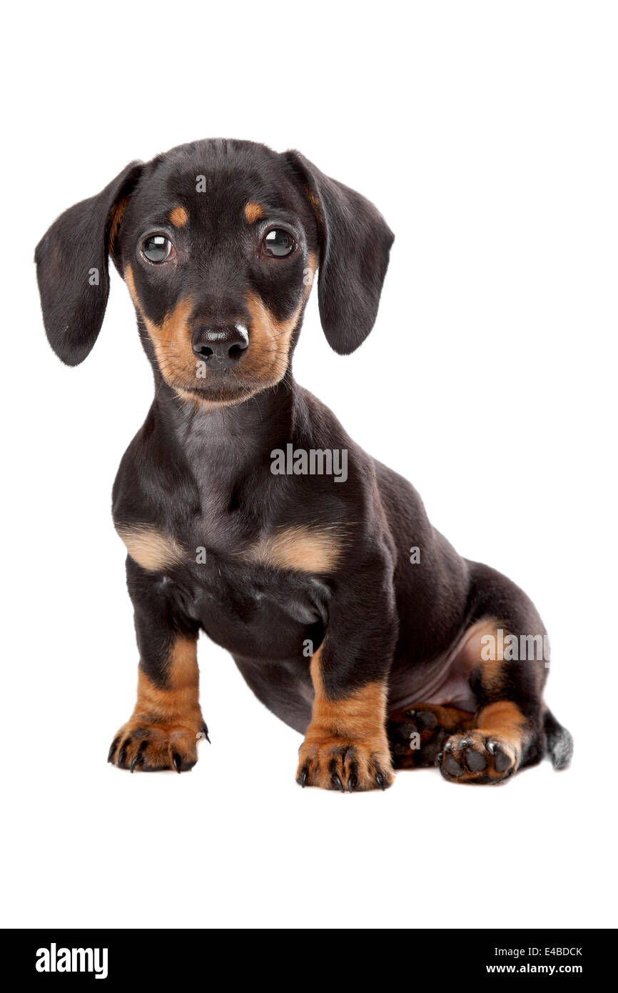 Dachshund, Teckel puppy Stock Photo Alamy