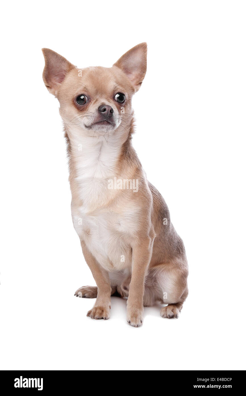 short haired chihuahua Stock Photo Alamy