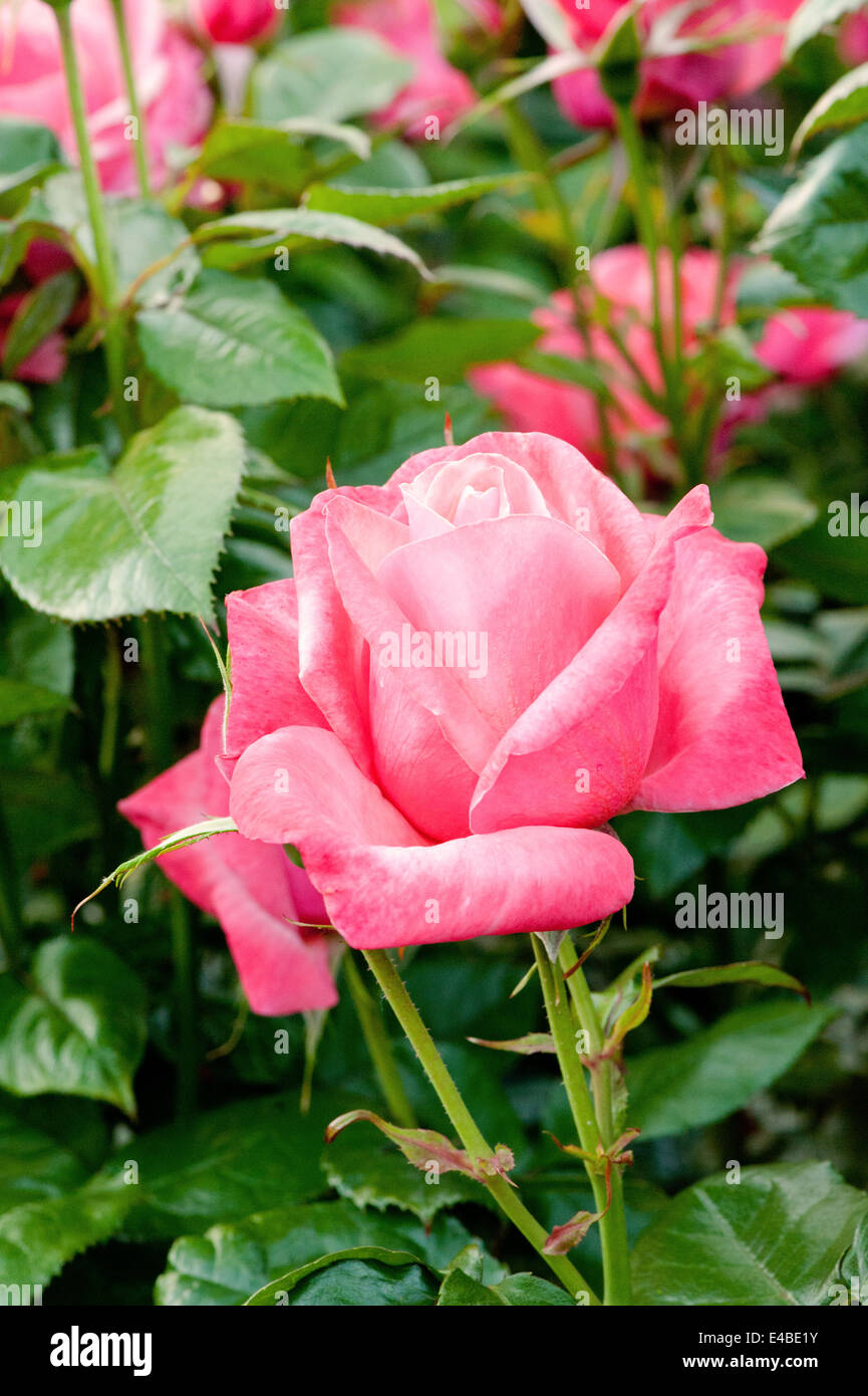 Rosa 'Neil Diamond' - Hybrid Tea Rose - Rosaceae (The Rose Family)